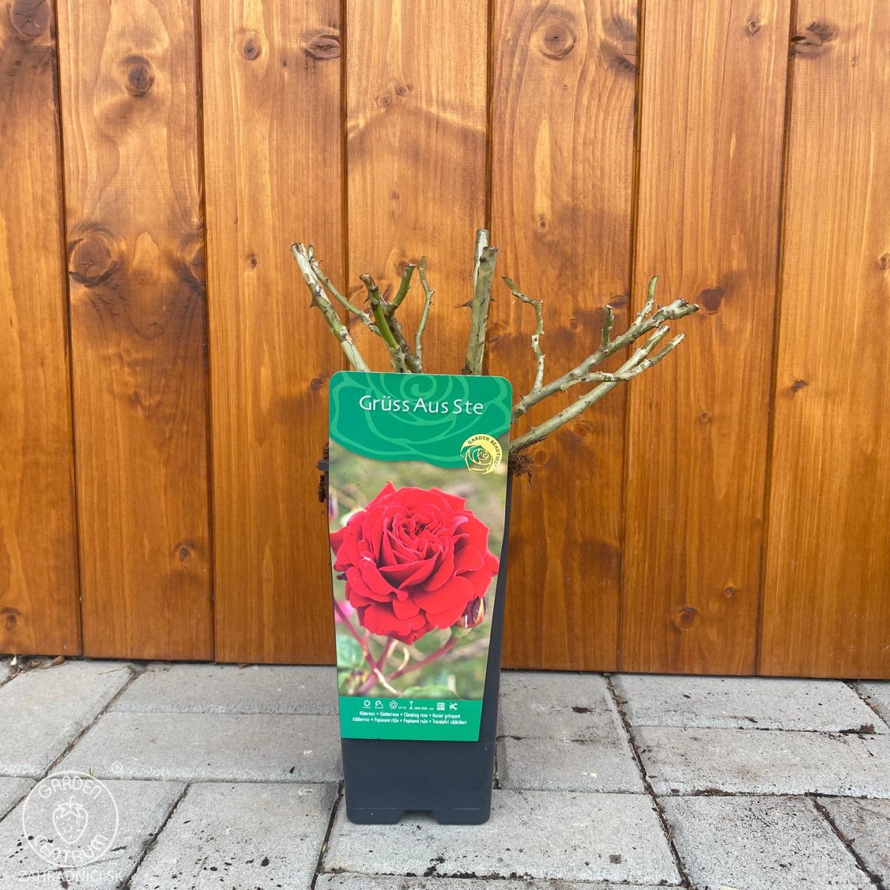 Obrázok Ruža popínavá (Rosa rampicante) ´GRÜSS AUS STE´ - výška 10-20 cm, P11